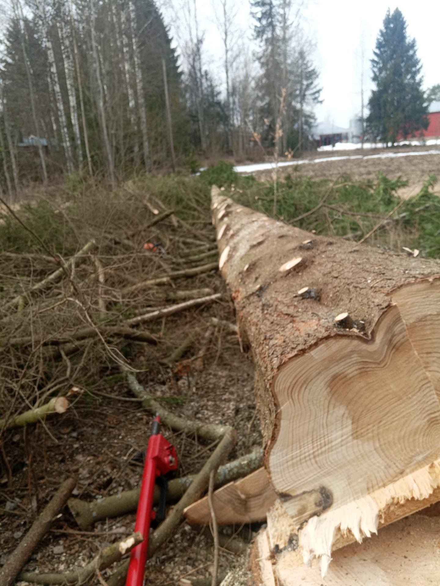 Kaadetun kuusen tyvi ja vuosirenkaat