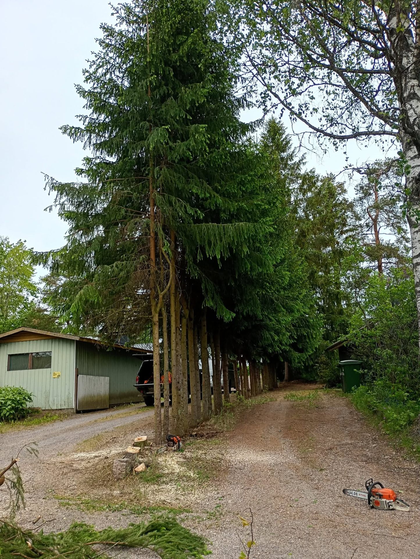 Kuusirivin poisto tontin reunalta