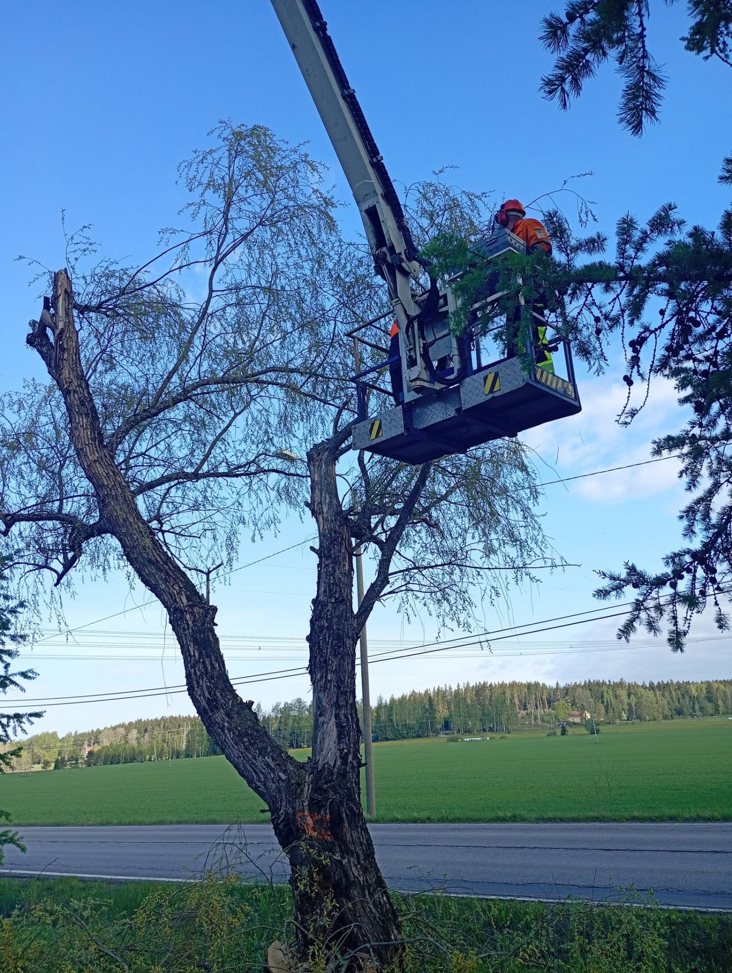 Koivun latvakatkaisu nostokorista pellon laidalla