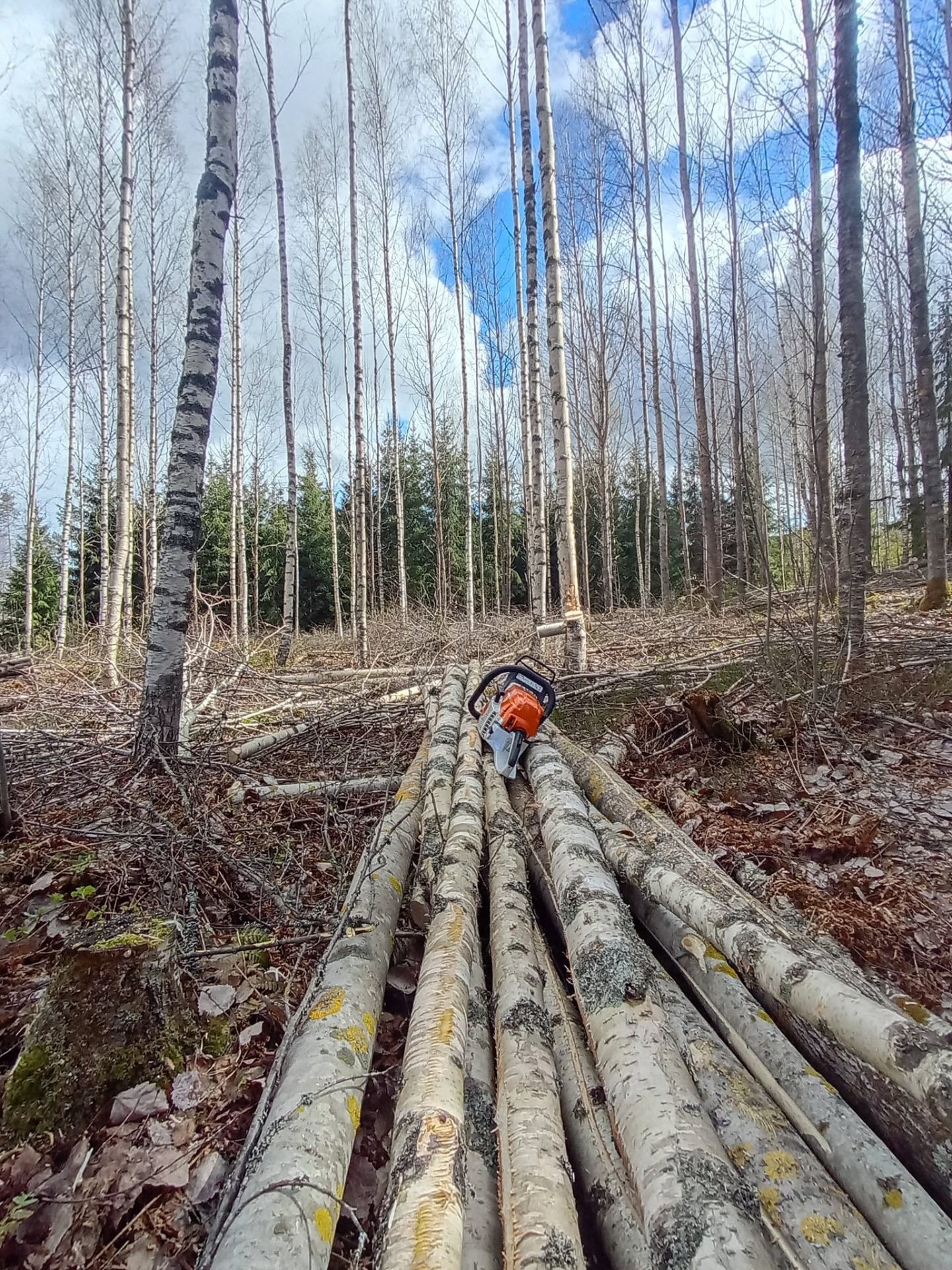 Kaadettuja koivuja harvennushakkuulta