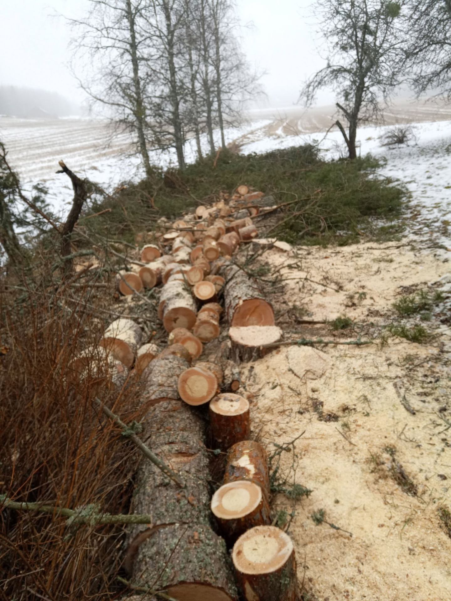 Kaadettuja puita pellon reunassa talvella
