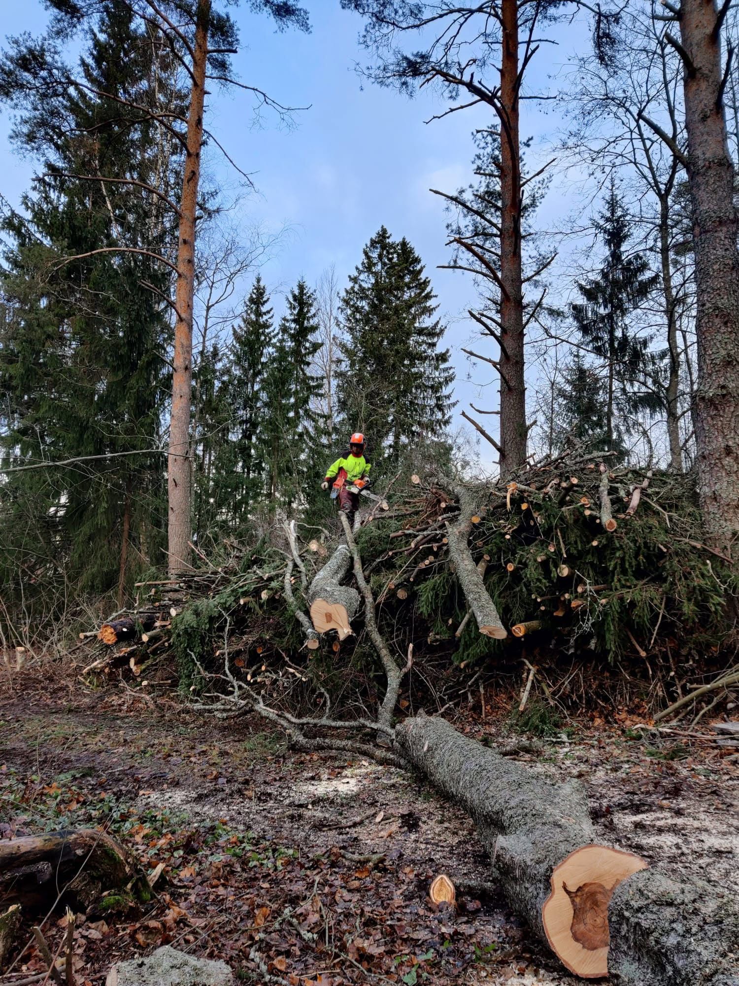 Metsuri karsimassa kaadettua kuusta talvimetsässä
